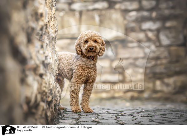 toy poodle / AE-01549
