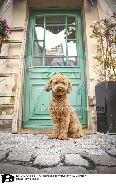 sitting toy poodle / AE-01551