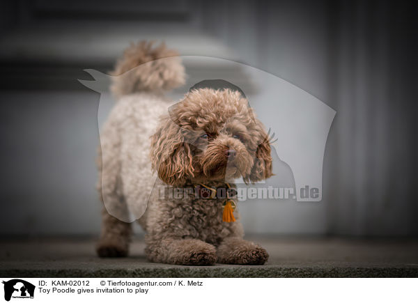 Toy Poodle gives invitation to play / KAM-02012