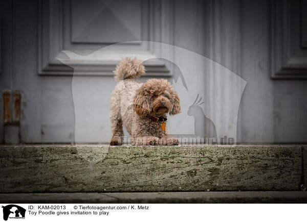 Toy Poodle gives invitation to play / KAM-02013
