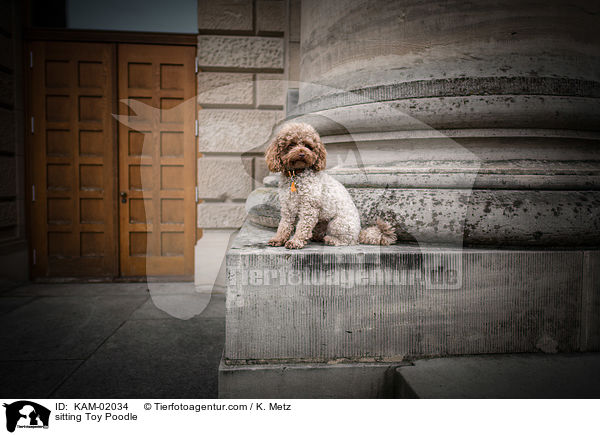 sitting Toy Poodle / KAM-02034