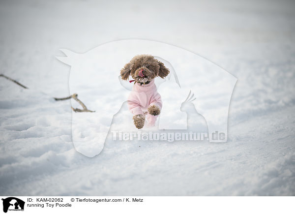 running Toy Poodle / KAM-02062