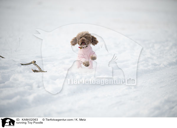 running Toy Poodle / KAM-02063