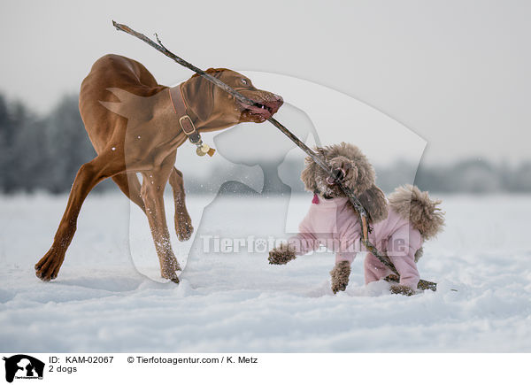 2 Hunde / 2 dogs / KAM-02067