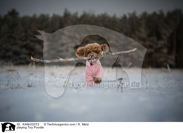 playing Toy Poodle / KAM-02072