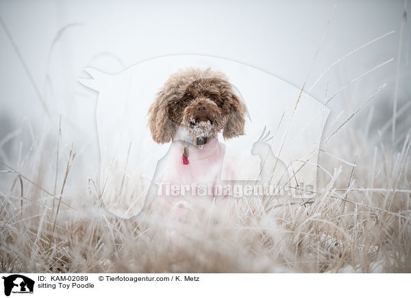 sitzender Zwergpudel / sitting Toy Poodle / KAM-02089