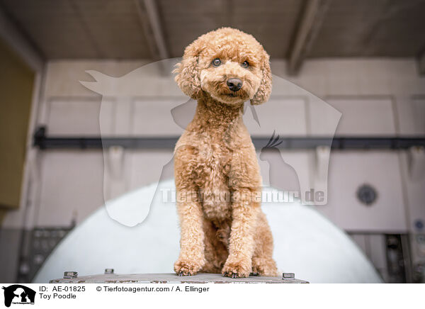 Toy Poodle / AE-01825