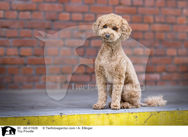 Toy Poodle / AE-01826