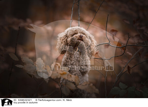 toy poodle in autumn / KAM-02321