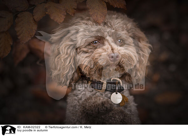 Zwergpudel im Herbst / toy poodle in autumn / KAM-02322