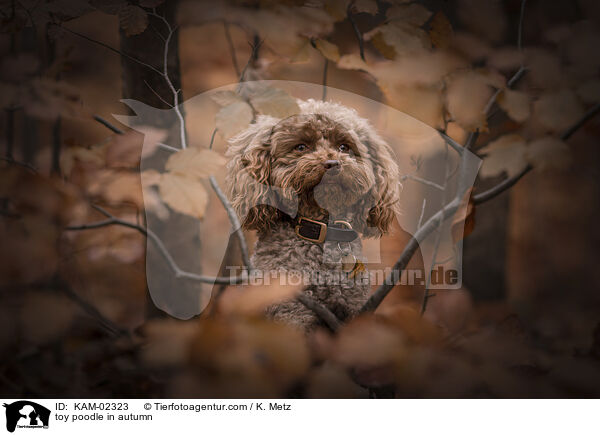 toy poodle in autumn / KAM-02323