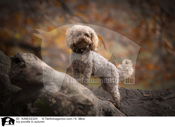 toy poodle in autumn / KAM-02324