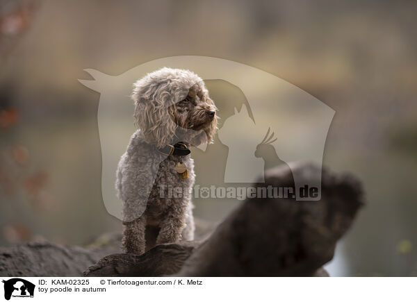Zwergpudel im Herbst / toy poodle in autumn / KAM-02325