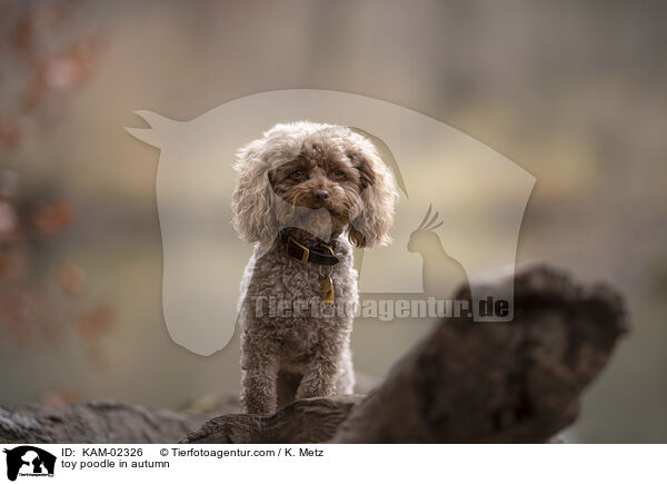 toy poodle in autumn / KAM-02326