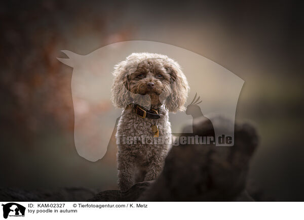 toy poodle in autumn / KAM-02327