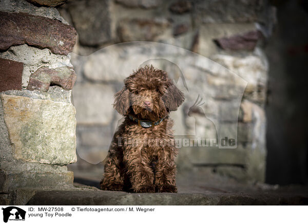 junger Zwergpudel / young Toy Poodle / MW-27508