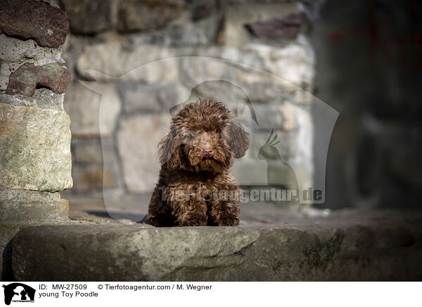 young Toy Poodle / MW-27509