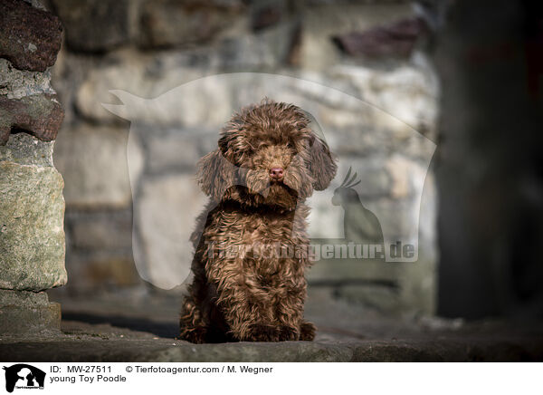 junger Zwergpudel / young Toy Poodle / MW-27511