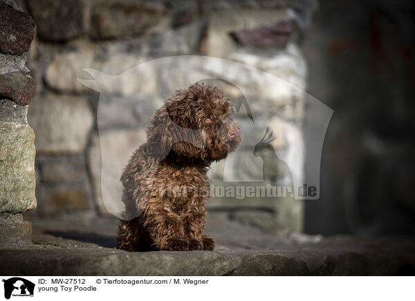 young Toy Poodle / MW-27512