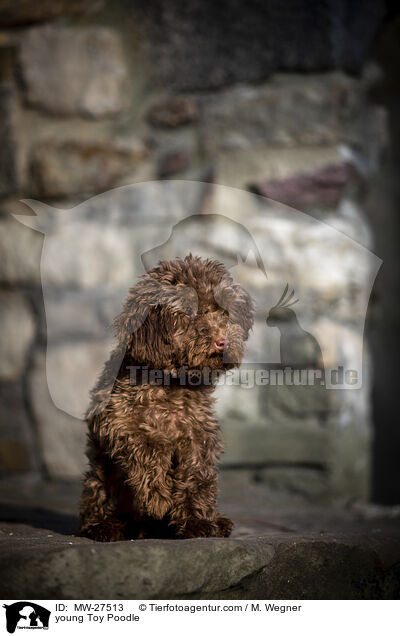young Toy Poodle / MW-27513