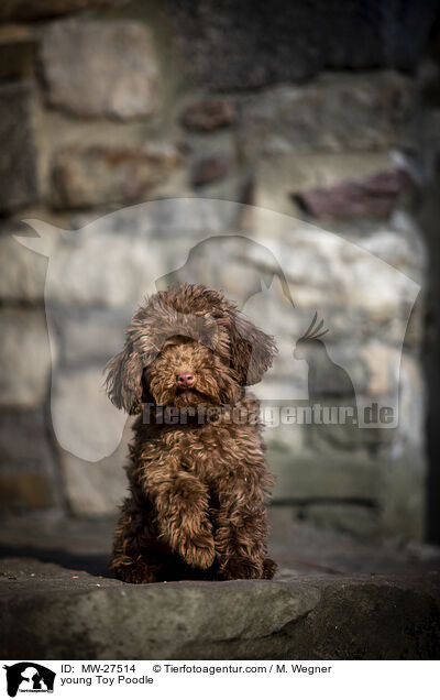 young Toy Poodle / MW-27514