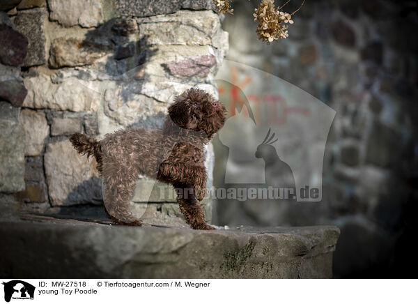 junger Zwergpudel / young Toy Poodle / MW-27518