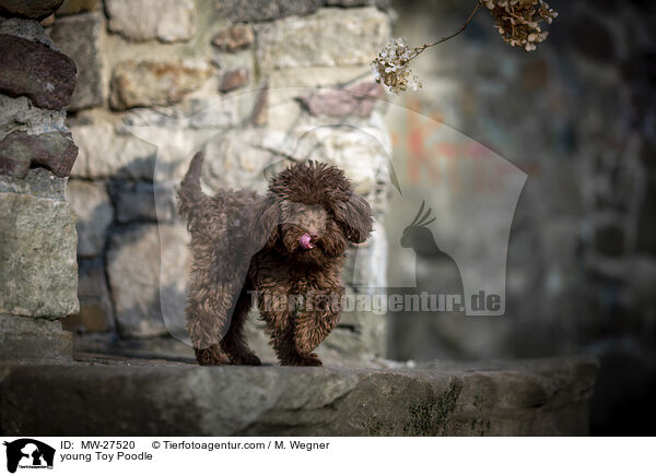 junger Zwergpudel / young Toy Poodle / MW-27520