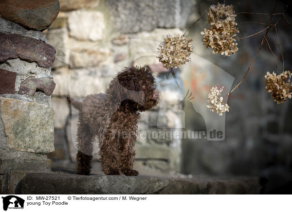 junger Zwergpudel / young Toy Poodle / MW-27521