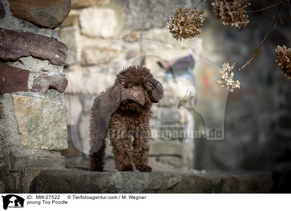 young Toy Poodle / MW-27522