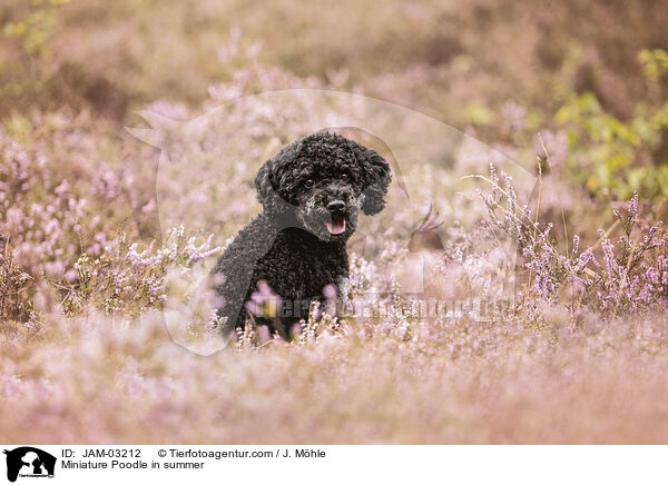 Miniature Poodle in summer / JAM-03212