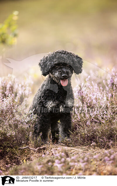 Miniature Poodle in summer / JAM-03217