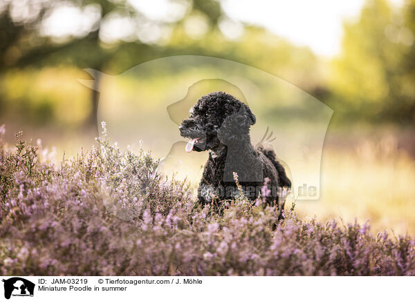 Miniature Poodle in summer / JAM-03219