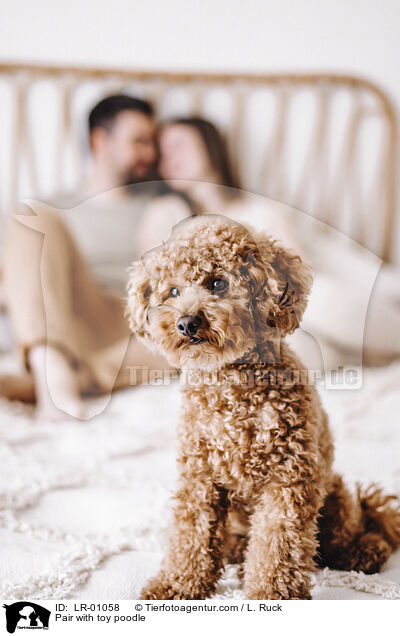 Pair with toy poodle / LR-01058