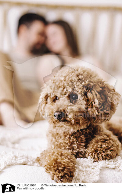 Pair with toy poodle / LR-01061