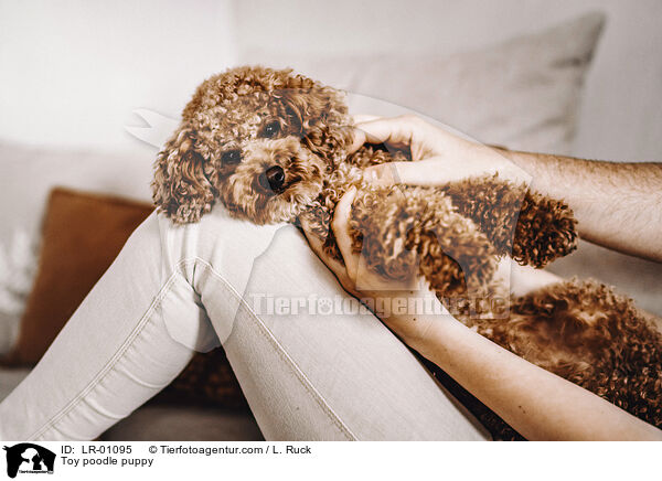 Toy poodle puppy / LR-01095
