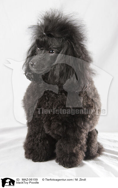 blackToy Poodle / MAZ-06159