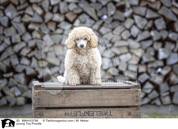 junger Zwergpudel / young Toy Poodle / MAH-03796