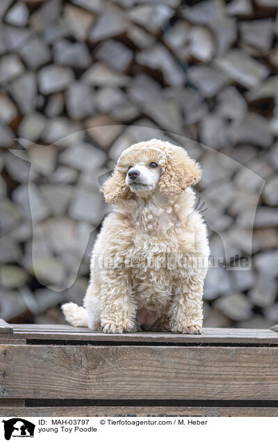 junger Zwergpudel / young Toy Poodle / MAH-03797