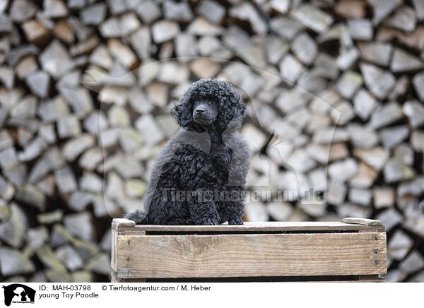 junger Zwergpudel / young Toy Poodle / MAH-03798