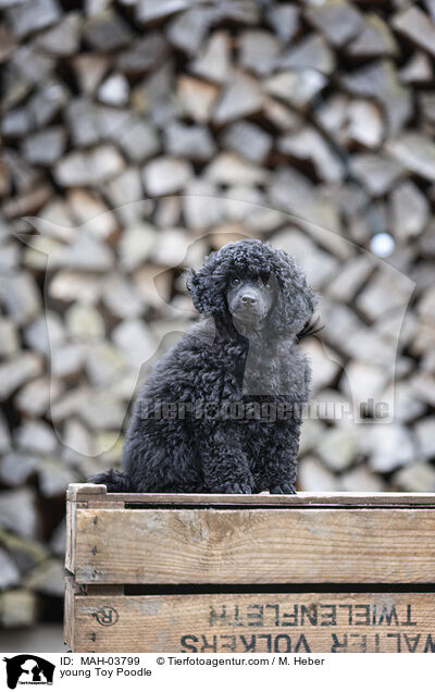 young Toy Poodle / MAH-03799