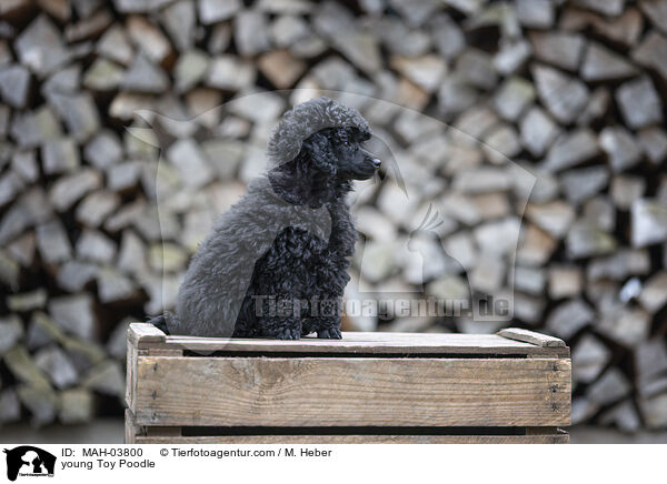 young Toy Poodle / MAH-03800