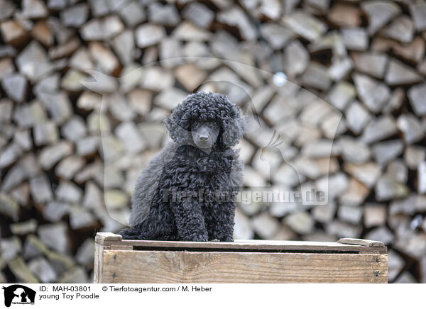 young Toy Poodle / MAH-03801