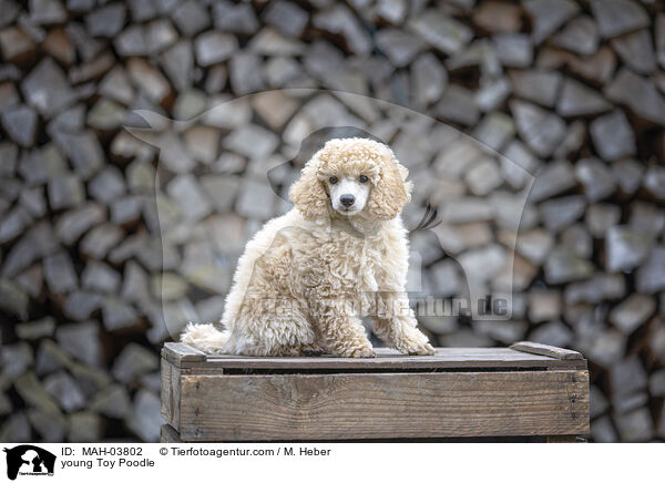 junger Zwergpudel / young Toy Poodle / MAH-03802