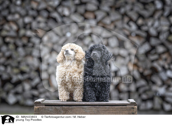 young Toy Poodles / MAH-03803