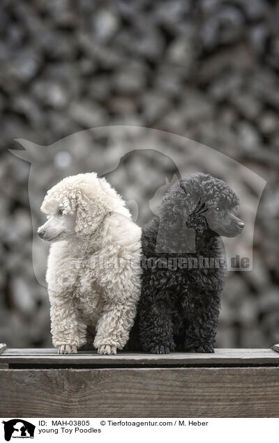 young Toy Poodles / MAH-03805