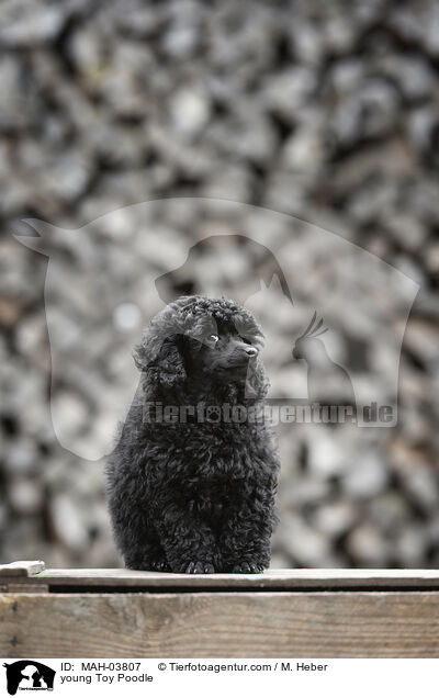 junger Zwergpudel / young Toy Poodle / MAH-03807