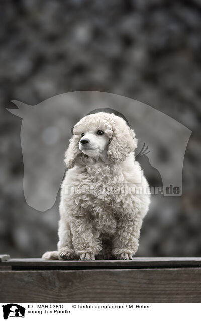 junger Zwergpudel / young Toy Poodle / MAH-03810