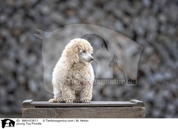 junger Zwergpudel / young Toy Poodle / MAH-03811