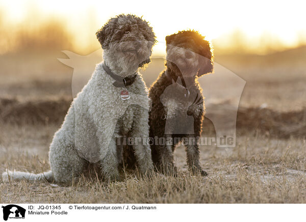 Zwergpudel / Miniature Poodle / JQ-01345
