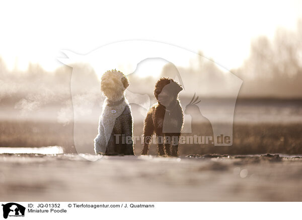 Zwergpudel / Miniature Poodle / JQ-01352